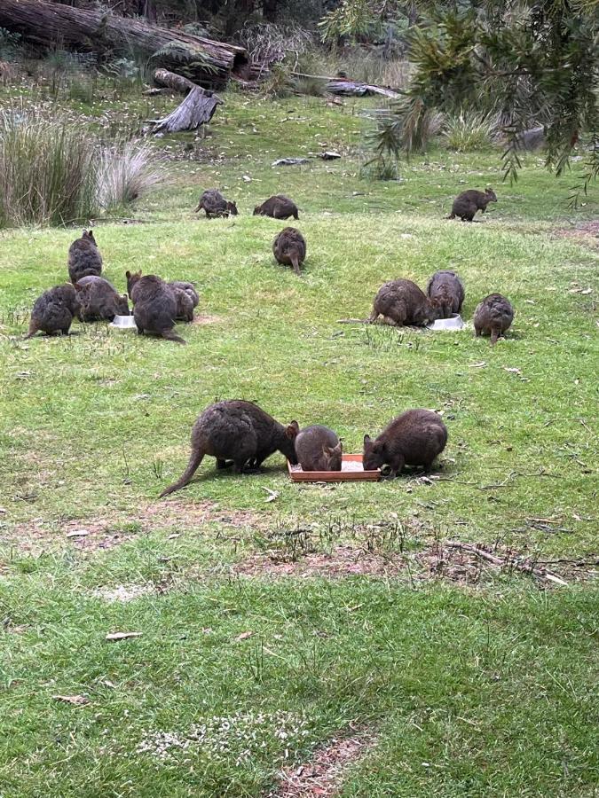 Отель Base Camp Tasmania Нью-Норфолк Экстерьер фото